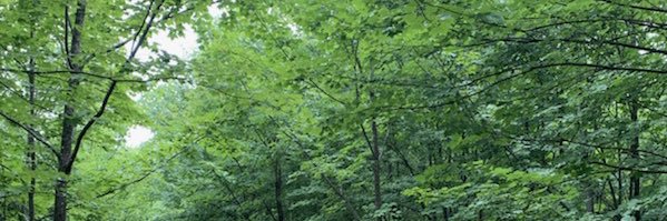 Laura McCaffrey banner