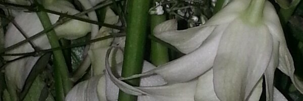 aljasminej Profile Banner