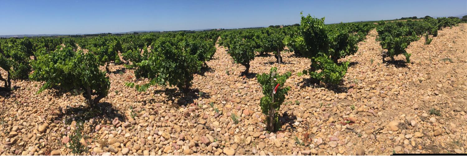 Vignette Cellars banner