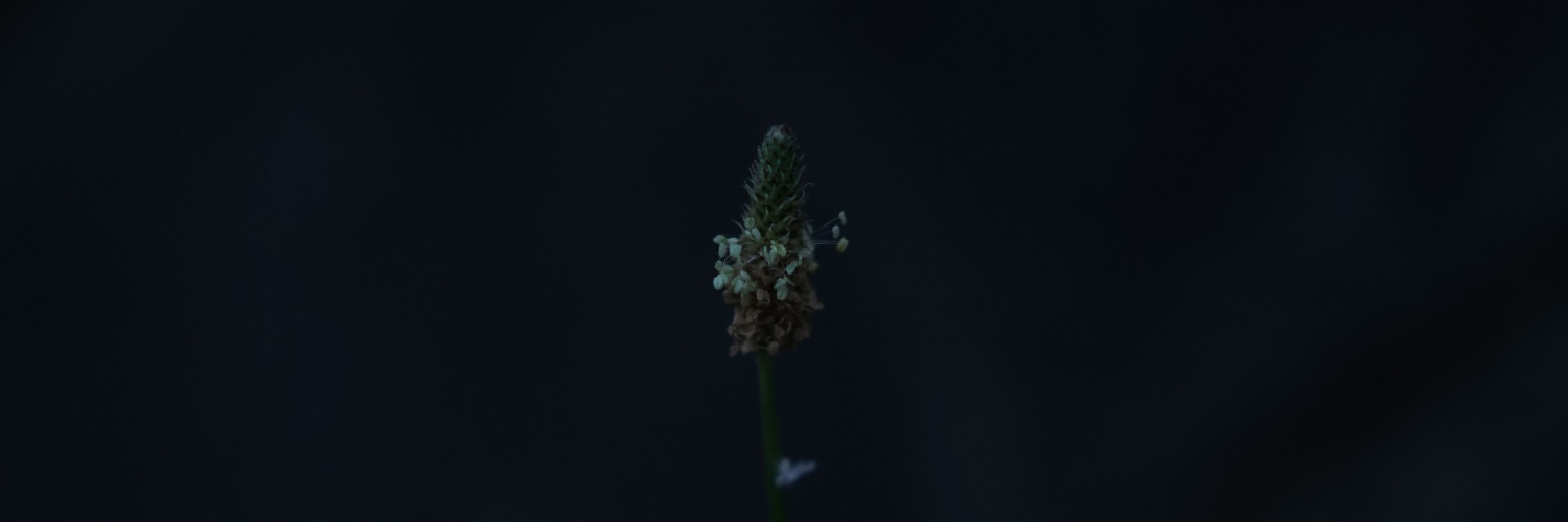 spbzukkey's profile banner image