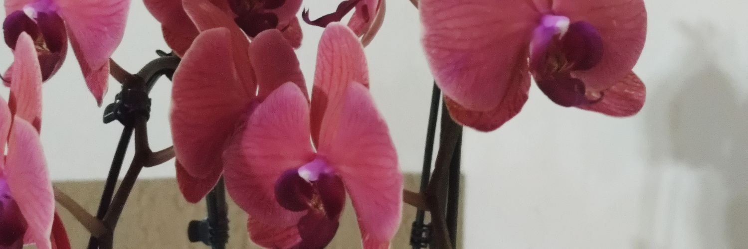 alejandra chena banner
