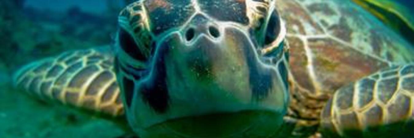 mfornillos's profile banner image
