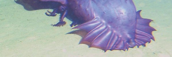 BabelChineseSF Profile Banner