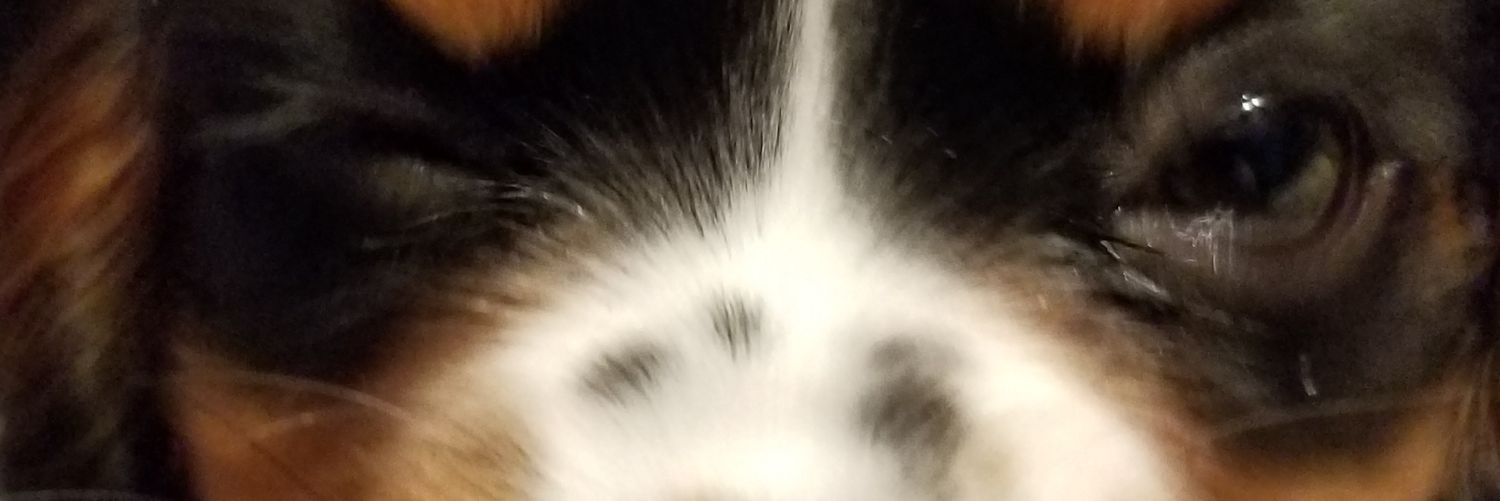 shitzean's profile banner image