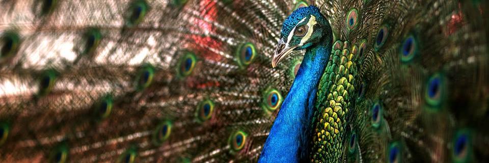 abimonolog's profile banner image