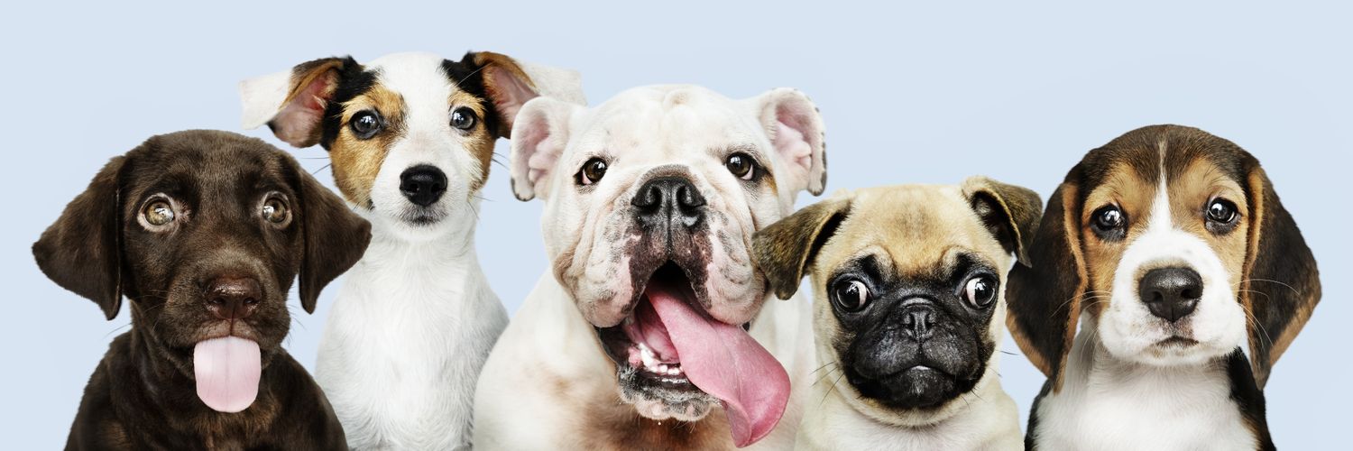 Todas Las Razas De Perros banner