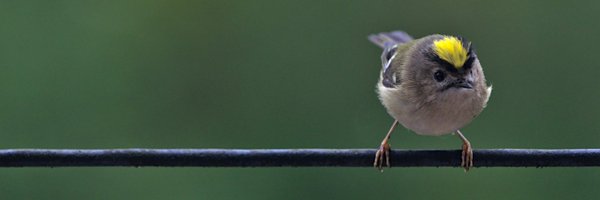 Fitzparticle Profile Banner