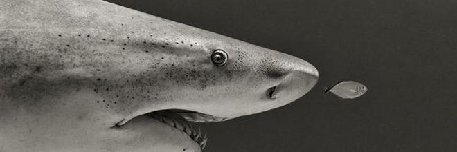 Akardos Efialtes banner