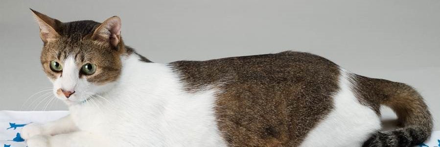 ScanNetSecurity banner