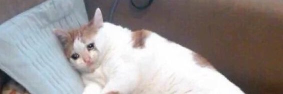 Nurse_Kitty_'s profile banner image