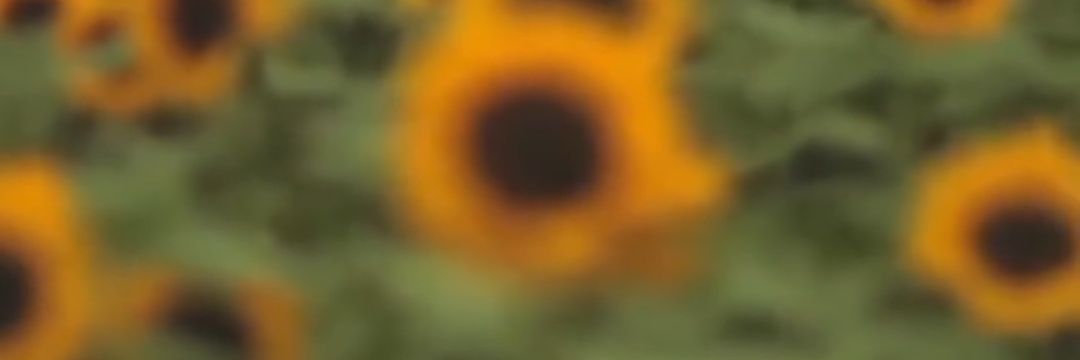 boom.🦄🍍 banner