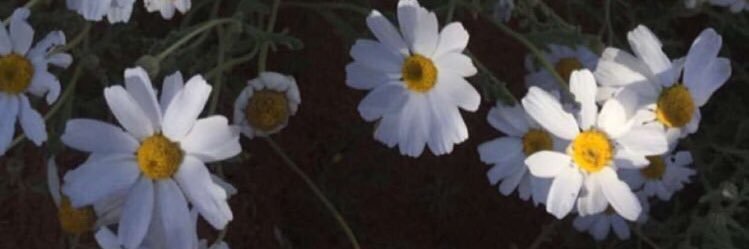 ponrooe's profile banner image