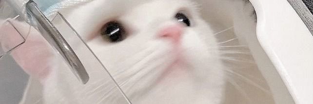 IvorySwan_'s profile banner image