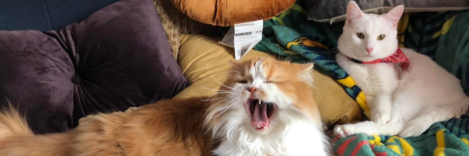 catsykat's profile banner image