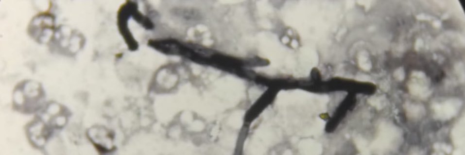 Shaúl Navarro banner