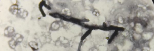 ShaulNavarro Profile Banner