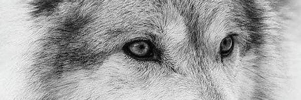 BenIlije Profile Banner