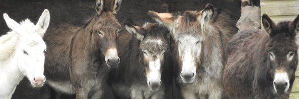 Flickadonkeys Profile Banner