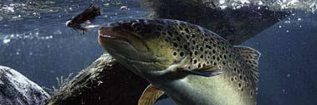 Chileonthefly banner