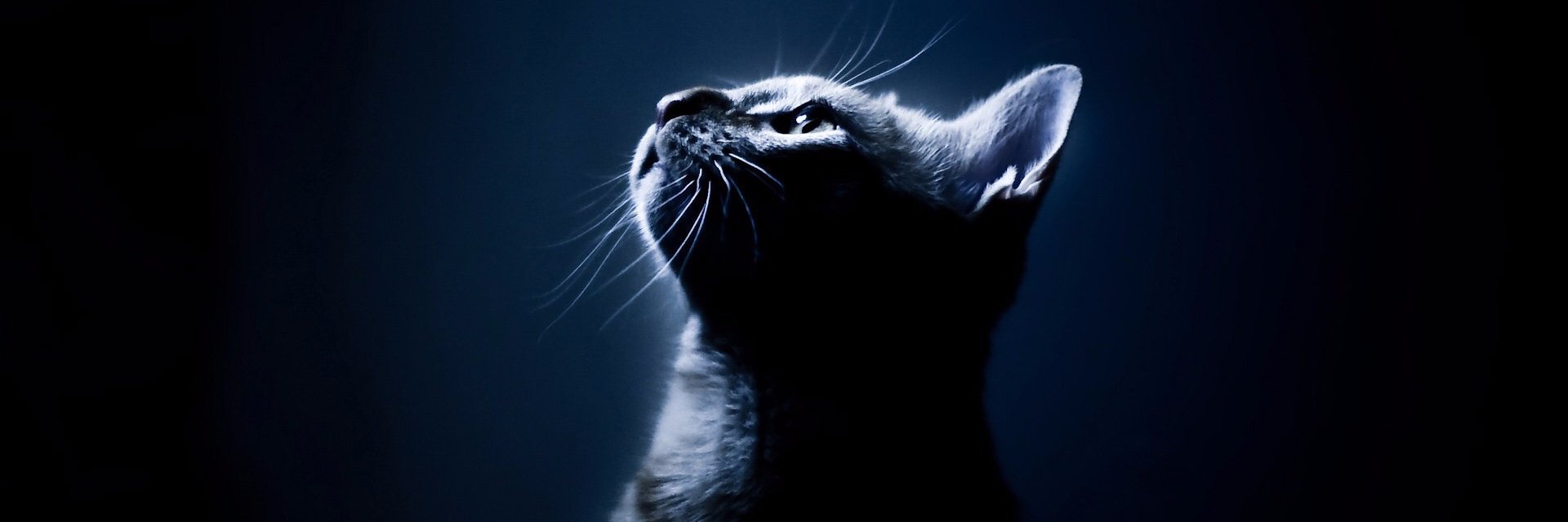 a17tabris's profile banner image