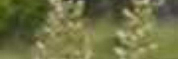 smallandlarge Profile Banner