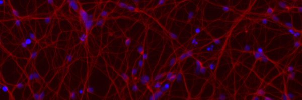 JiawanSun Profile Banner