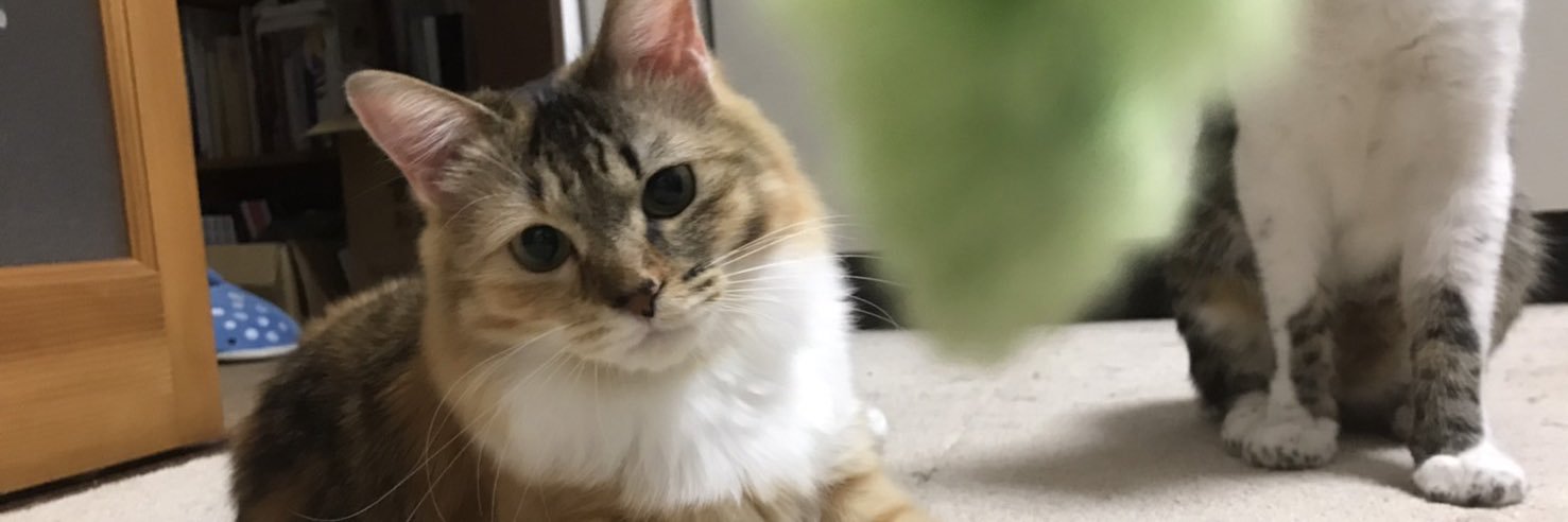 katikukatiku's profile banner image
