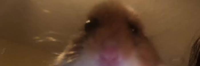 icegeloice's profile banner image