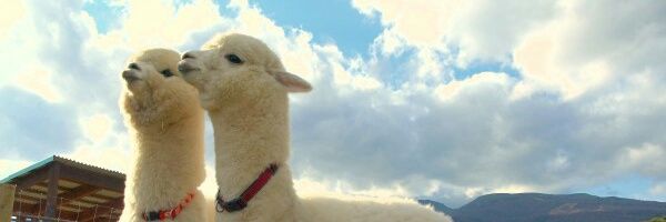 chatran6's profile banner image