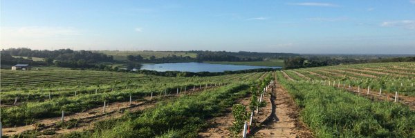 treecophys Profile Banner