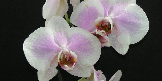 Ann-Cathrin banner