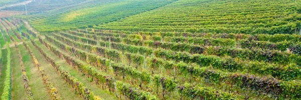 paroledivino Profile Banner