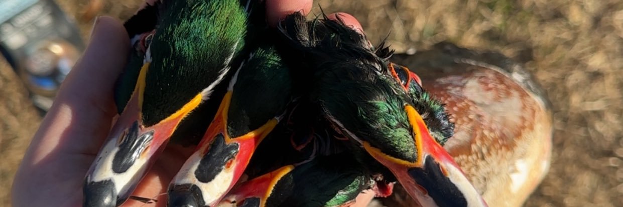 thomas willis banner