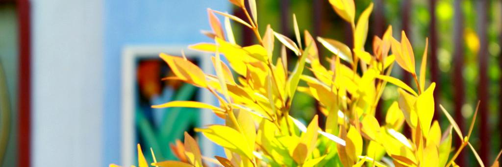 sinaungoding's profile banner image