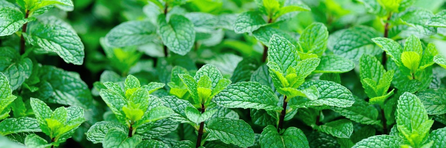 мıпт 🌱 banner