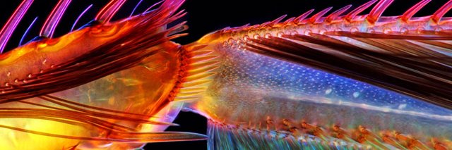 Vanessa Cespedes #StopInvasoras banner