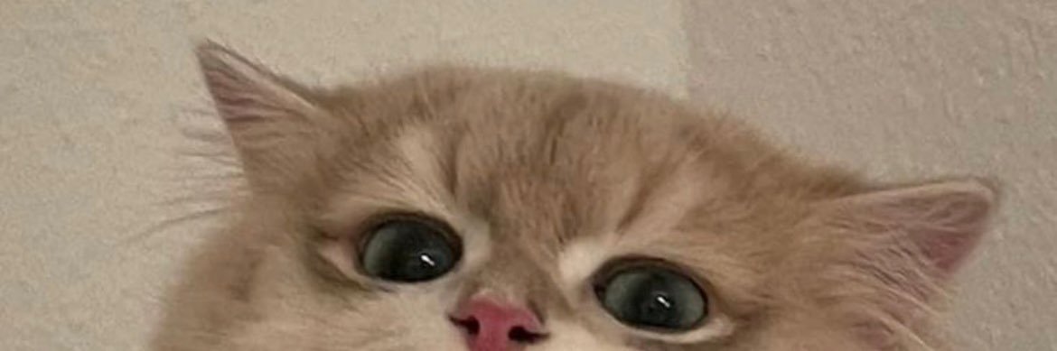 aboldbluerose's profile banner image