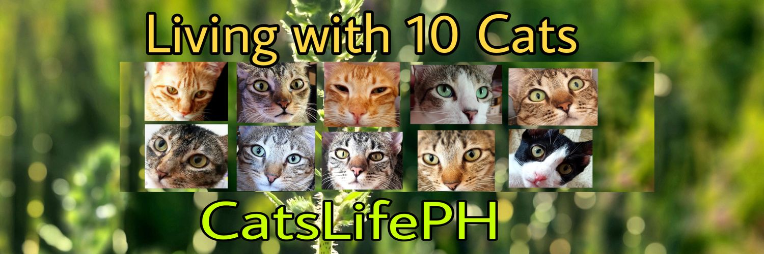 CatsLifePhils's profile banner image
