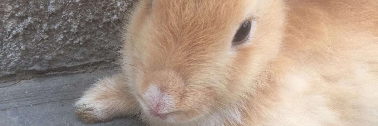 uksChaplolo's profile banner image