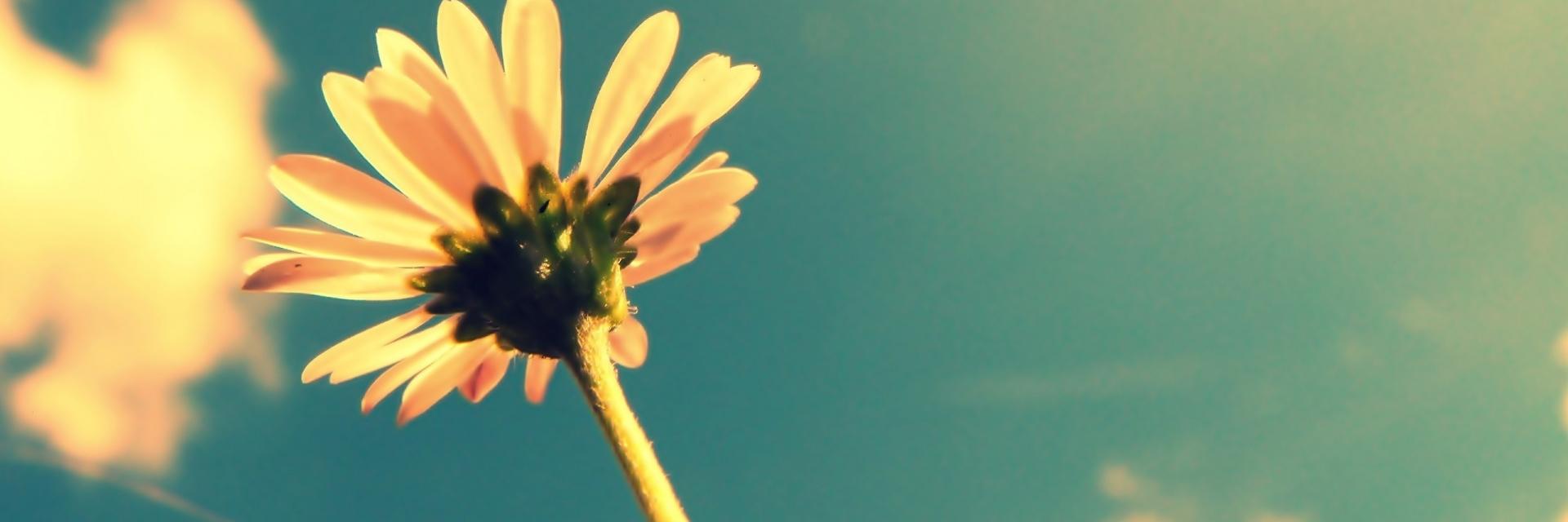 rnaplt's profile banner image