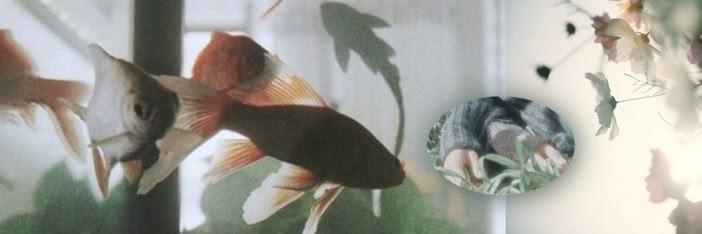 vorfreudte's profile banner image