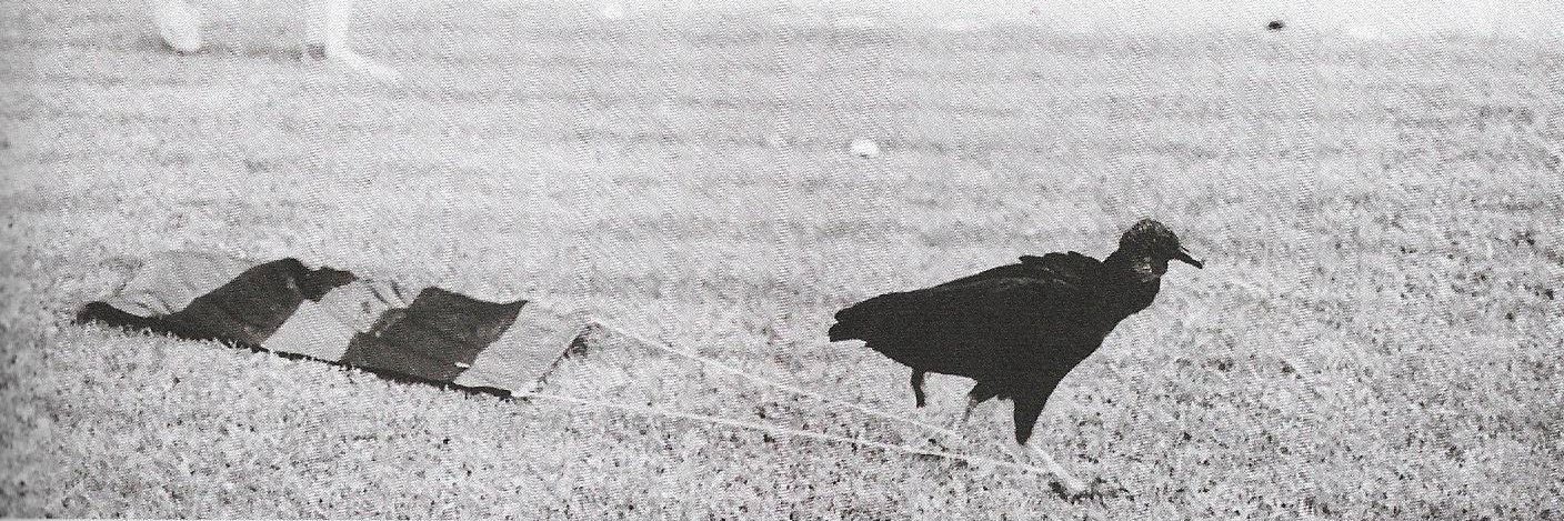 Matheus Lacerda banner