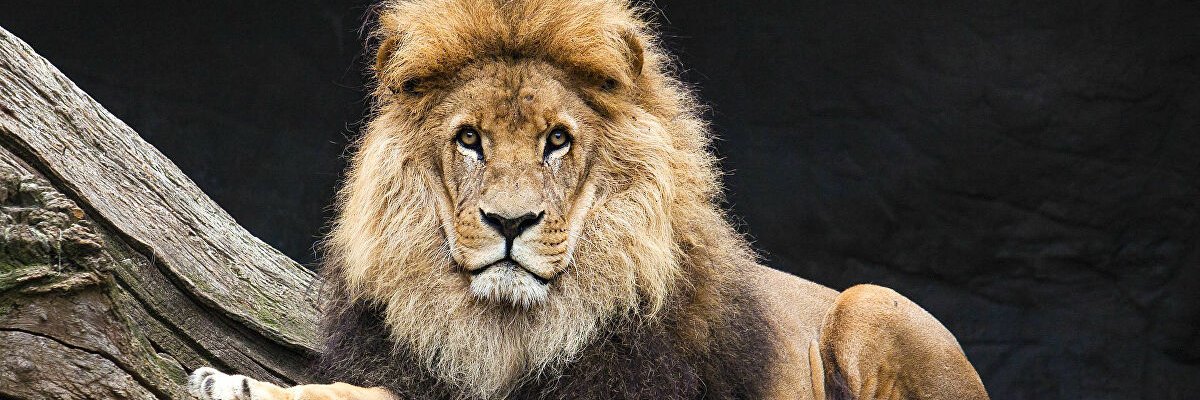 tigarhart's profile banner image