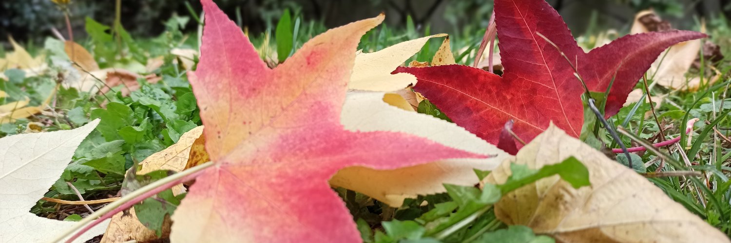 authorsuraj's profile banner image