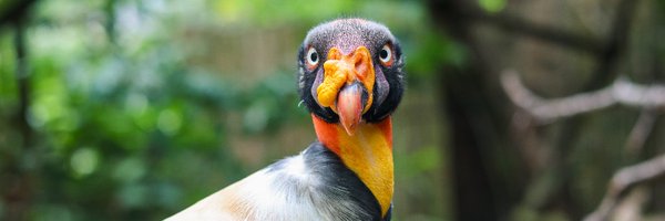 RWPZoo Profile Banner