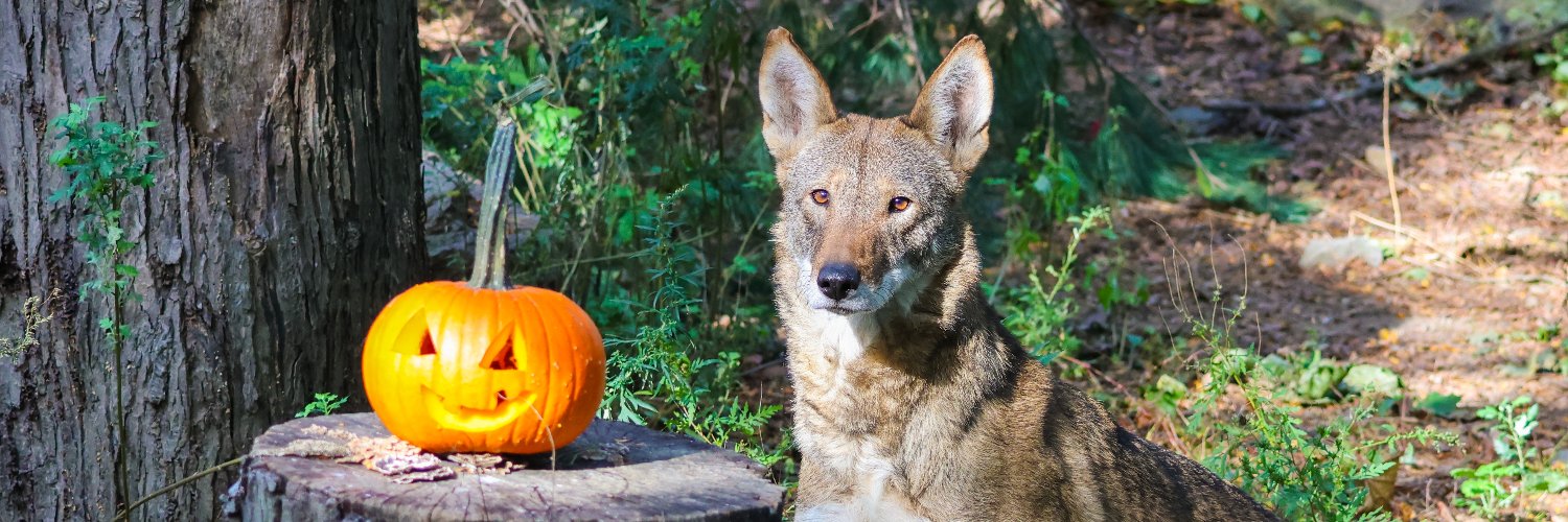 RWPZoo's profile banner image