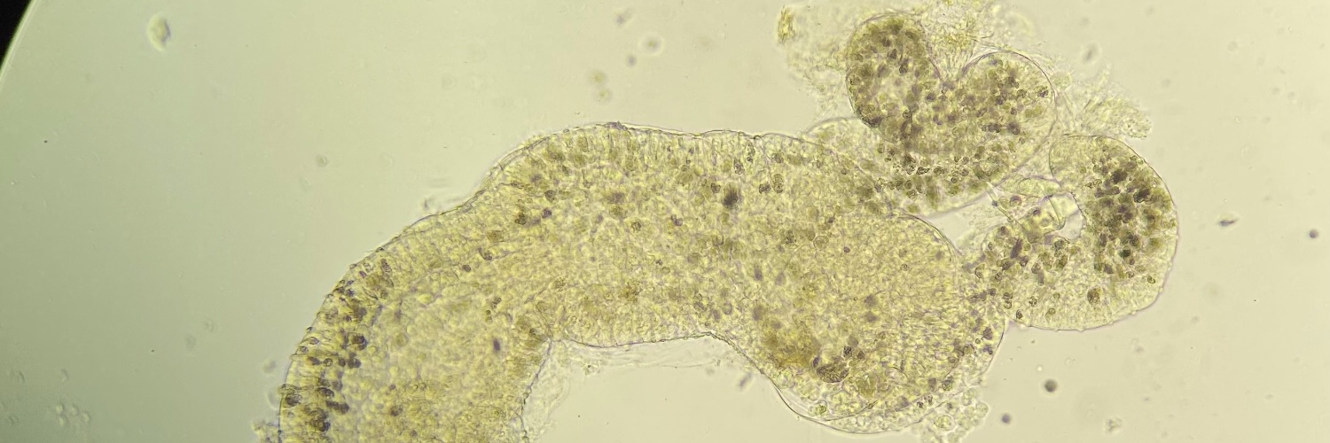 Niamh McCartan banner