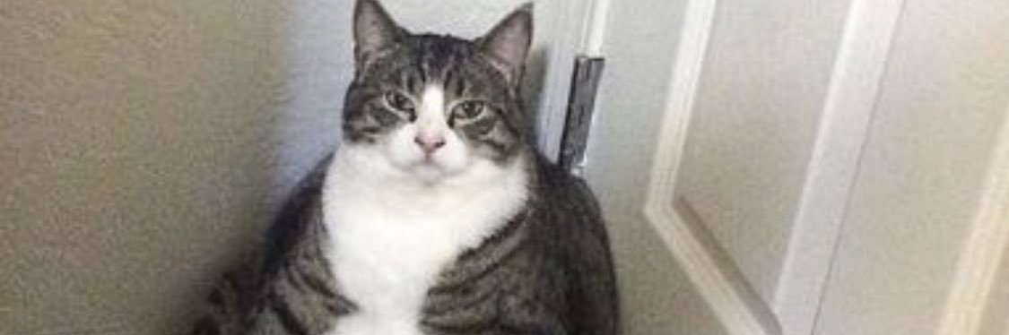 julka444's profile banner image