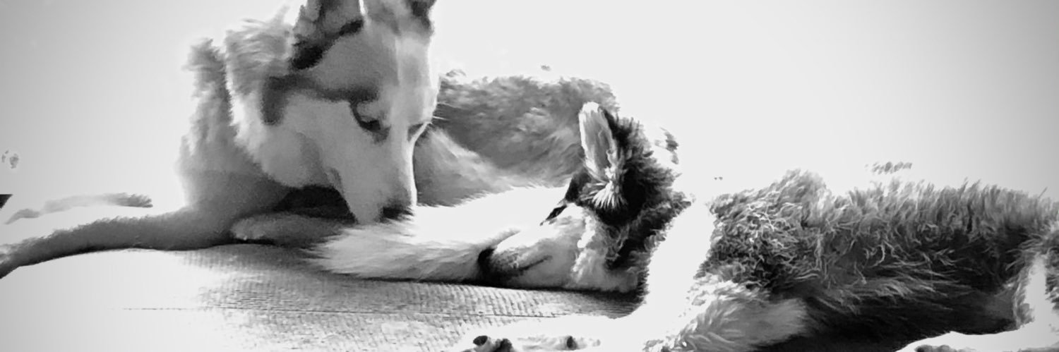 Jennifer (Hatem) Carey banner