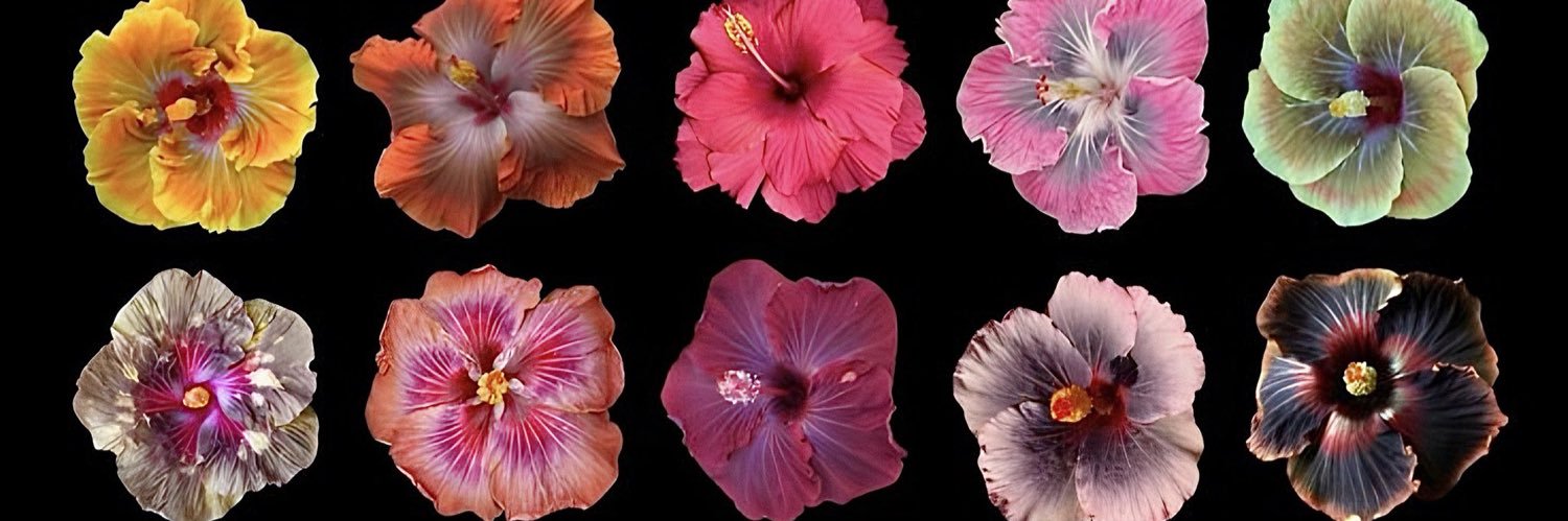 chanbr__'s profile banner image